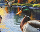 Mallard Morning Glow 1000 Piece Jigsaw Puzzle