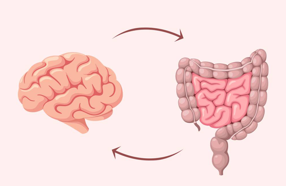 microbiota intestinal  4