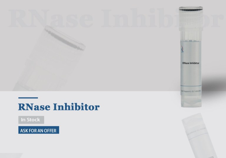 RNase Inhibitor
