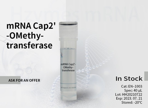 mRNA Cap-2′-O-Methyltransferase