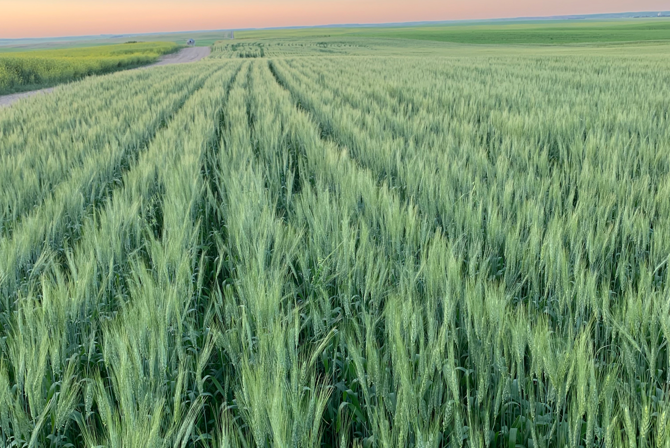 Sustainable Field