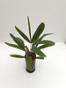 Rhapidophyllum hystrix