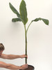 Musa Balbisiana var Balbisiana 15l