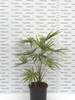 Rhapis Excelsa