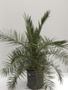 Phoenix Canariensis 15 l