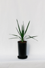 Dracaena Drago