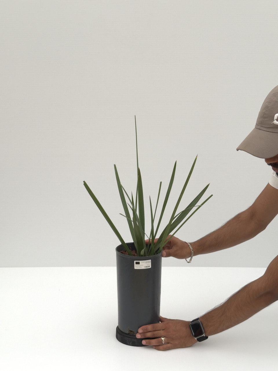 Trithrinax Campestris