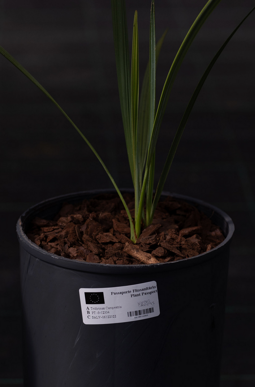 Trithrinax Campestris