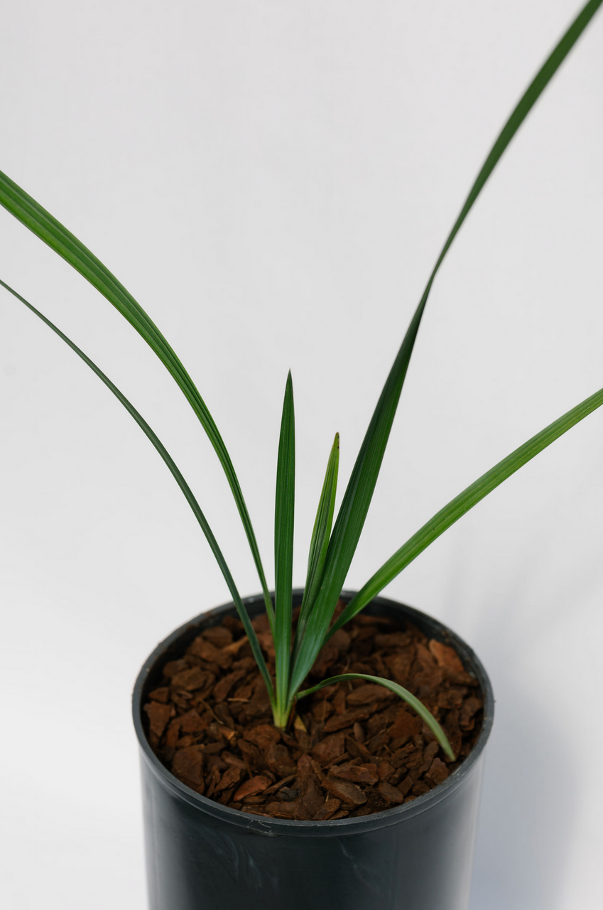 Trithrinax Campestris