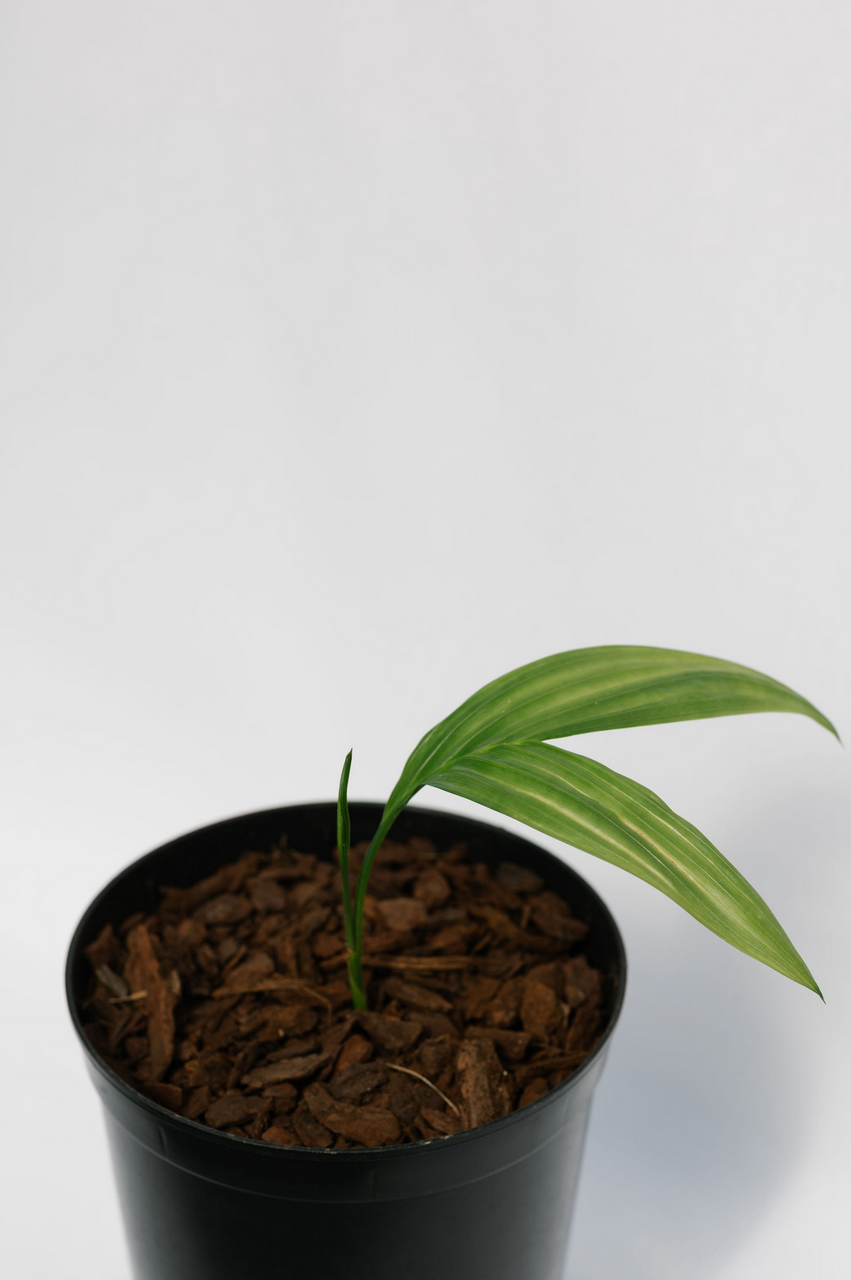 Areca Montana