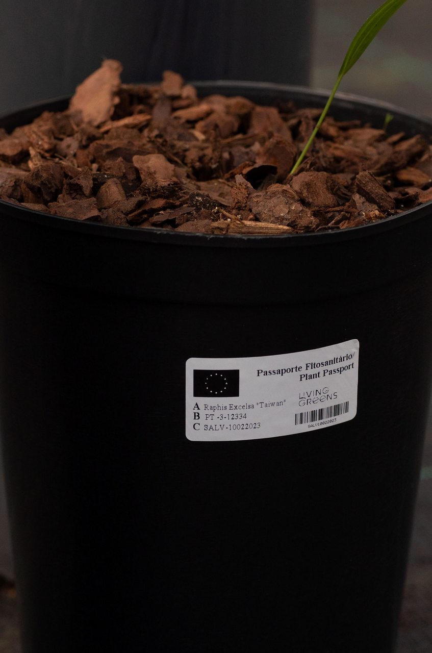 Rhapis Excelsa "Taiwan"