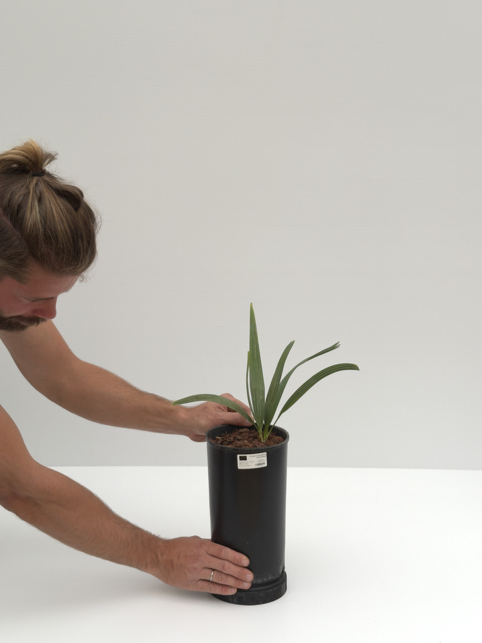 Sabal Minor Cherokee