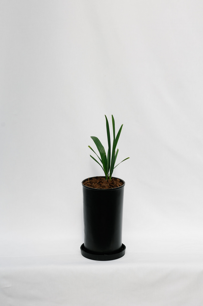 Sabal Minor Cherokee