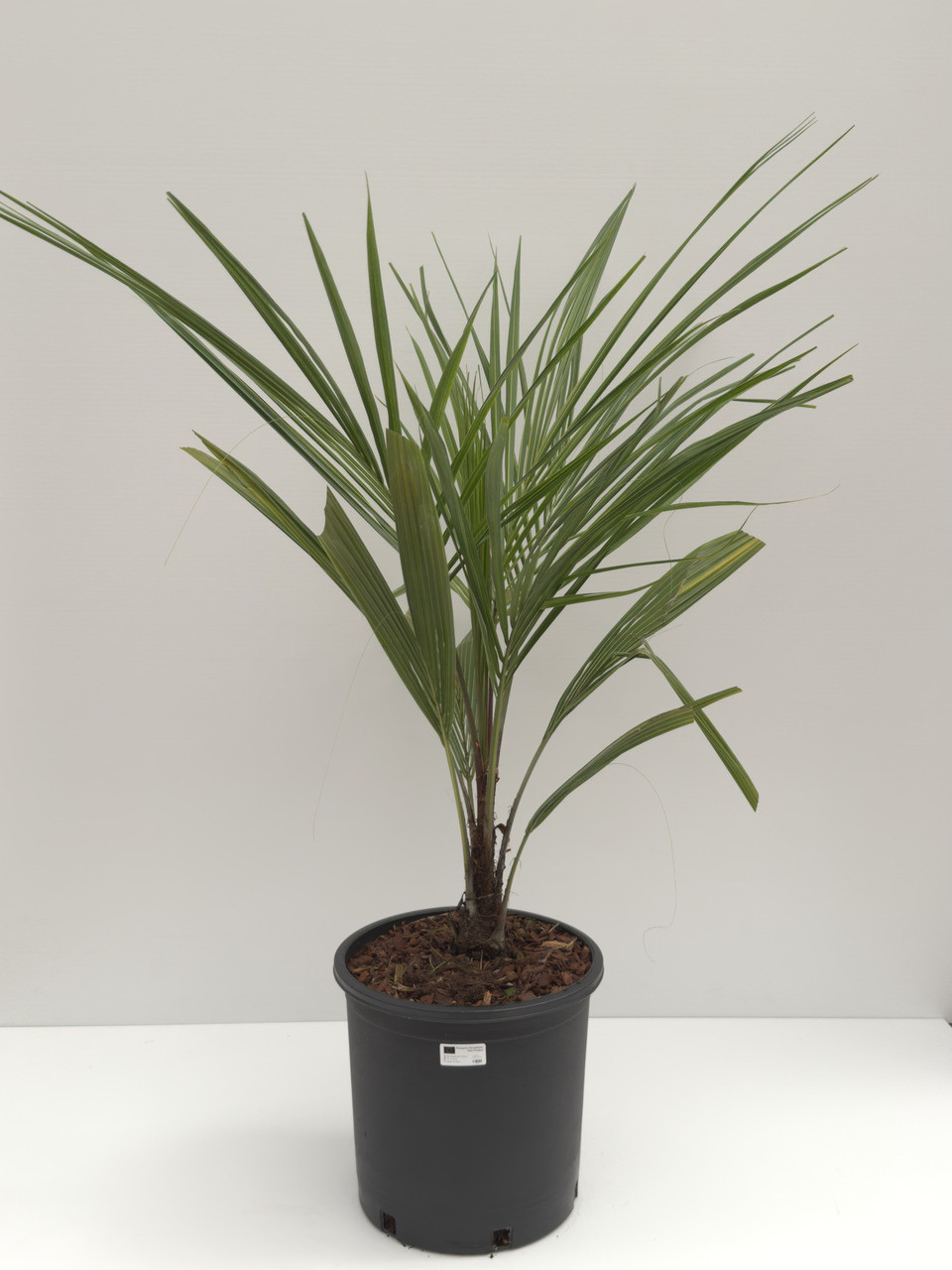 Beccariophoenix Alfredii - 15l