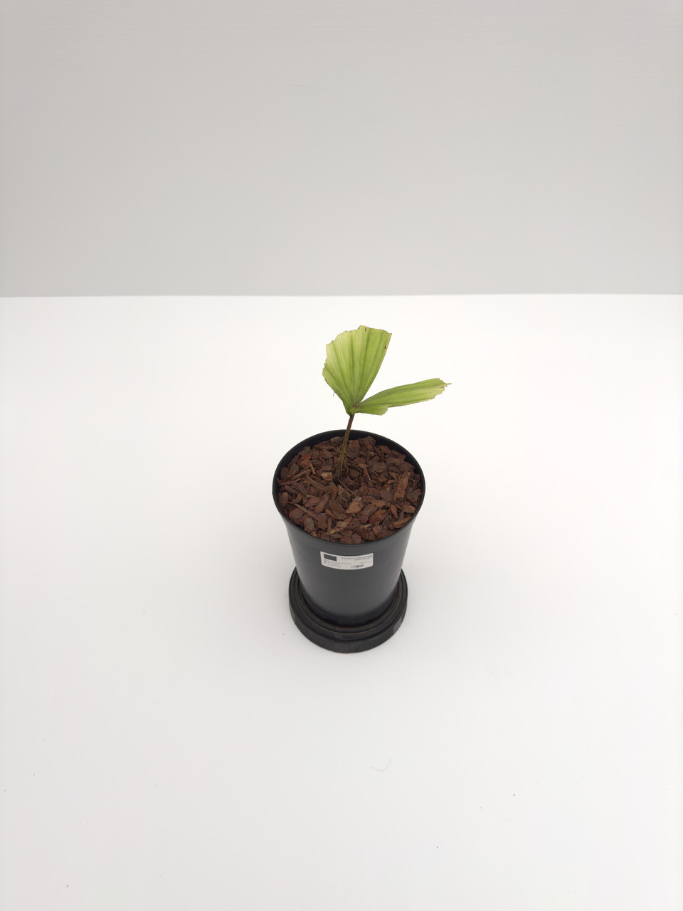 Caryota obtusa 'Thailand' Caryota obtusa 'Thailand'