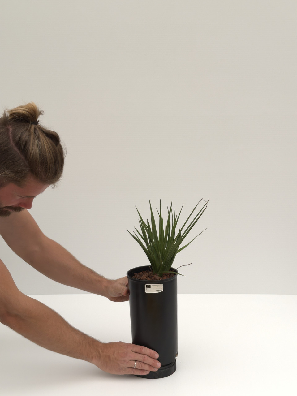 Chamaerops humilis sp.