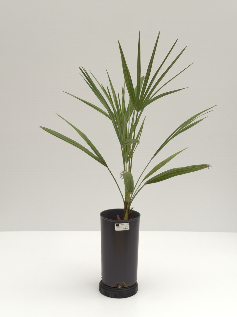 Chamaerops humilis sp.