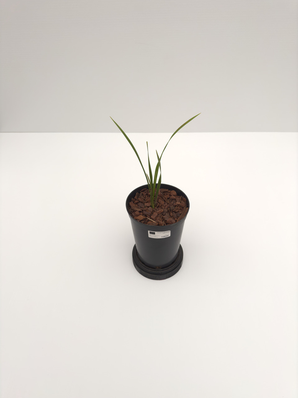 Leucothrinax morrissii