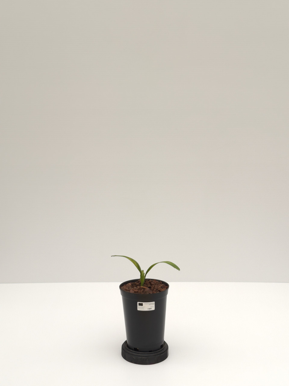 Licuala sp. 'naumanii' Licuala sp. 'naumanii'