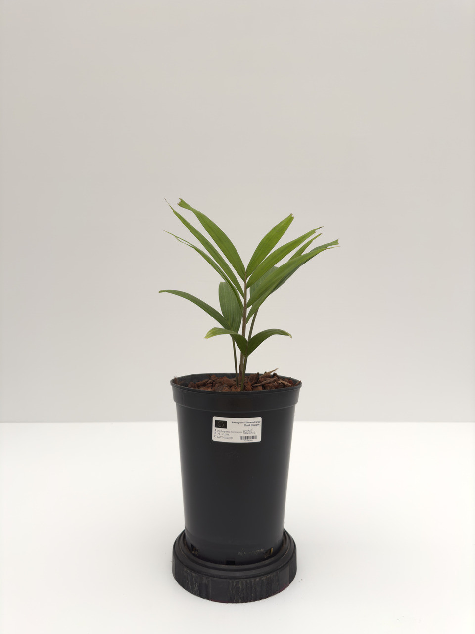 Ptychosperma burretianum