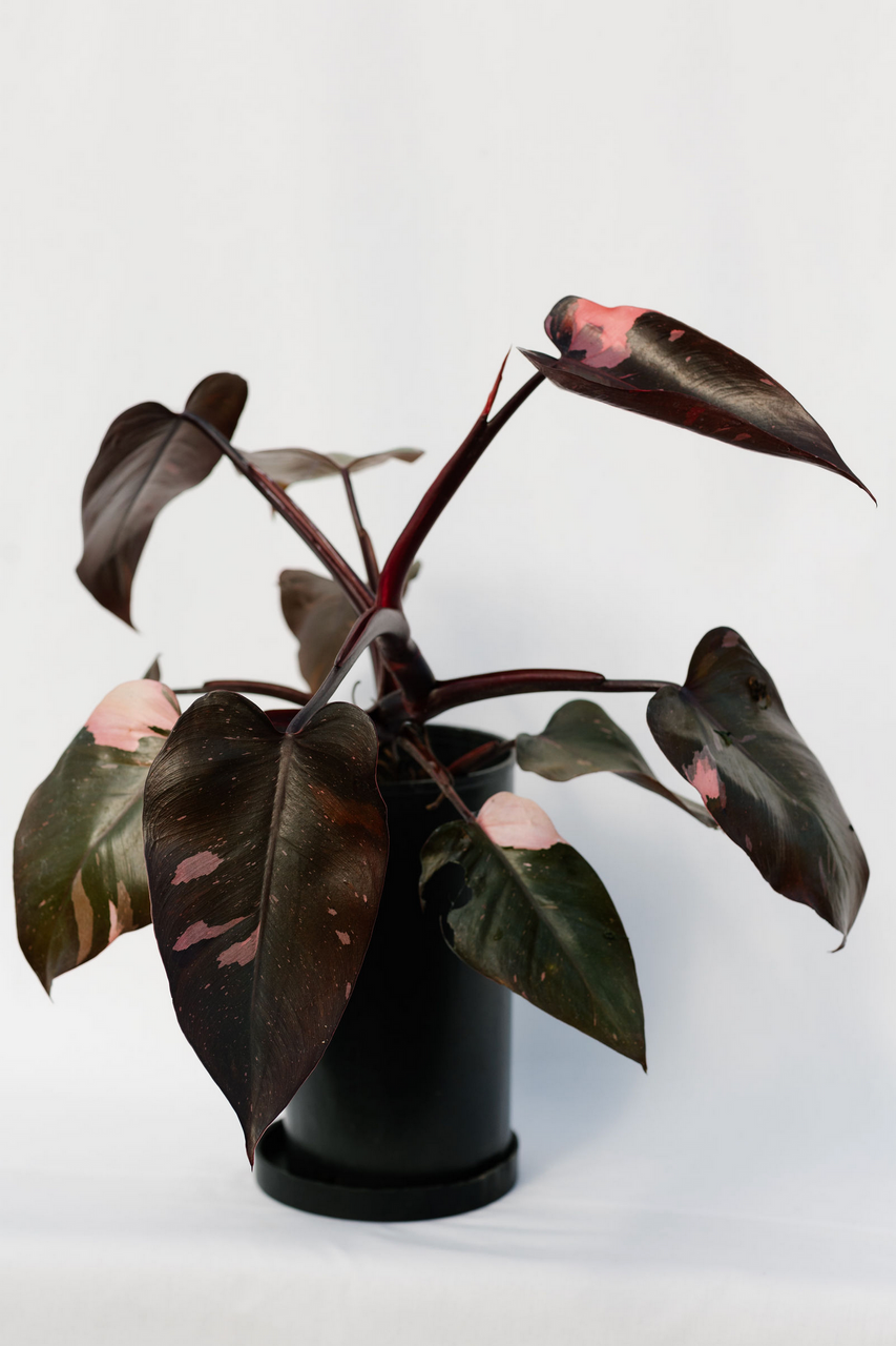 Philodendron Pink Princess