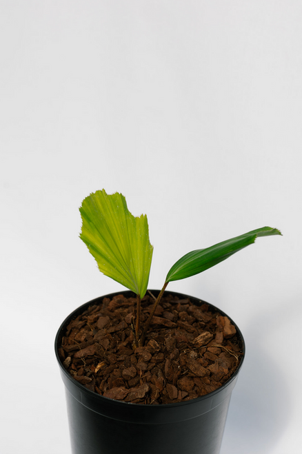 Caryota Maxima "Himalaya" Caryota Maxima "Himalaya"