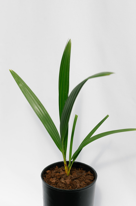 Chamaerops Humilis Chamaerops Humilis