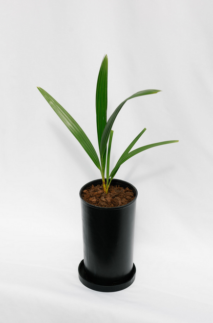 Chamaerops Humilis Chamaerops Humilis