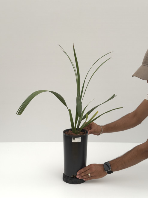 Sabal Palmetto Sabal Palmetto