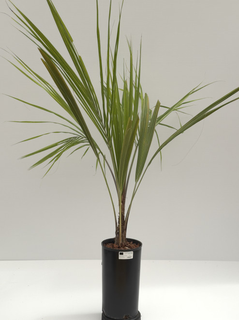 Beccariophoenix Alfredii - 3,5l