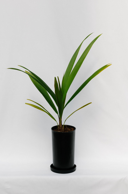 Beccariophoenix Alfredii - 3,5l Beccariophoenix Alfredii - 3,5l