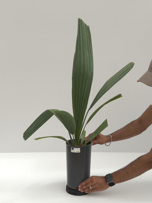 Sabal bermudana Sabal bermudana