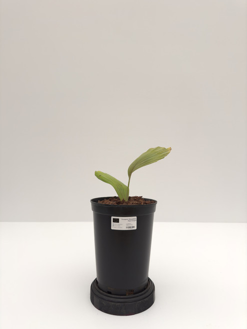 Arenga Obtusifolia
