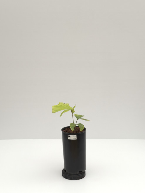 Caryota urens Caryota urens