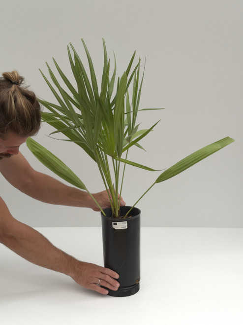 Chamaerops humilis var. cerifera