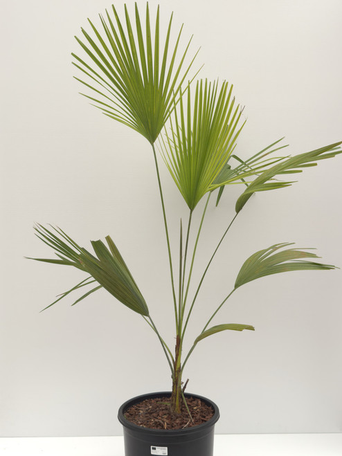 Chamaerops humilis sp. 15l Chamaerops humilis sp. 15l