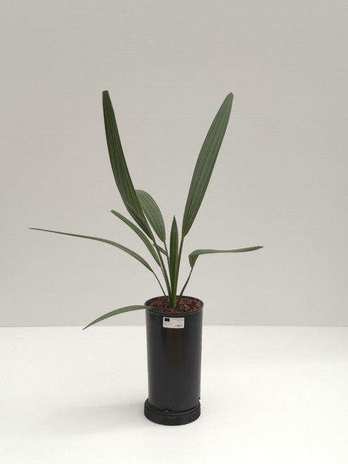 Sabal minor 'Cherokee'  Dwarf Palmetto Sabal minor 'Cherokee'  Dwarf Palmetto