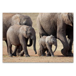 African Elephant Wall Art Print