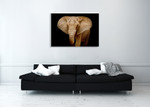 Wildlife Elephant Wall Art Print on the wall