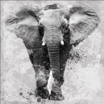 Proud Elephant Wall Art Print