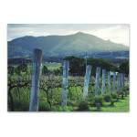 Kooroomba Queensland Vineyard Wall Print