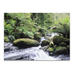 Rainforest Queensland Australia Wall Print