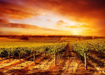 South Australia Sunset Wall Art Print