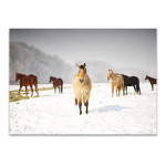 Leader of the Pack Wall Art Print