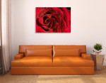 Red Rose Wall Art Print  on the wall