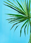 Palm Frond I Wall Art Print
