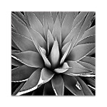 Succulent III Wall Art Print