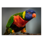 Green Bird Wall Art Print