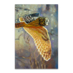 Short Eared Owl Wall Art Print