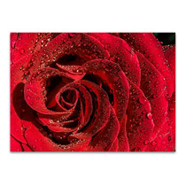 Red Rose Wall Art Print 